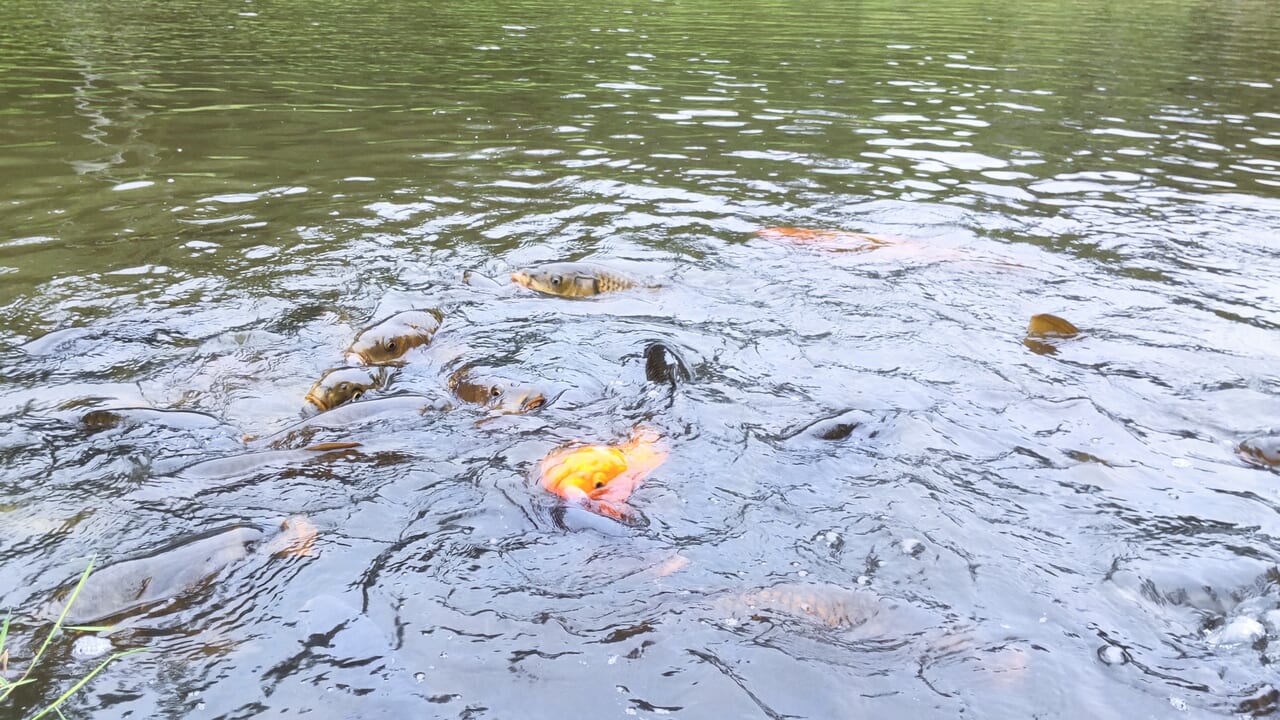 鵜の岬のスイレン池で泳ぐ鯉