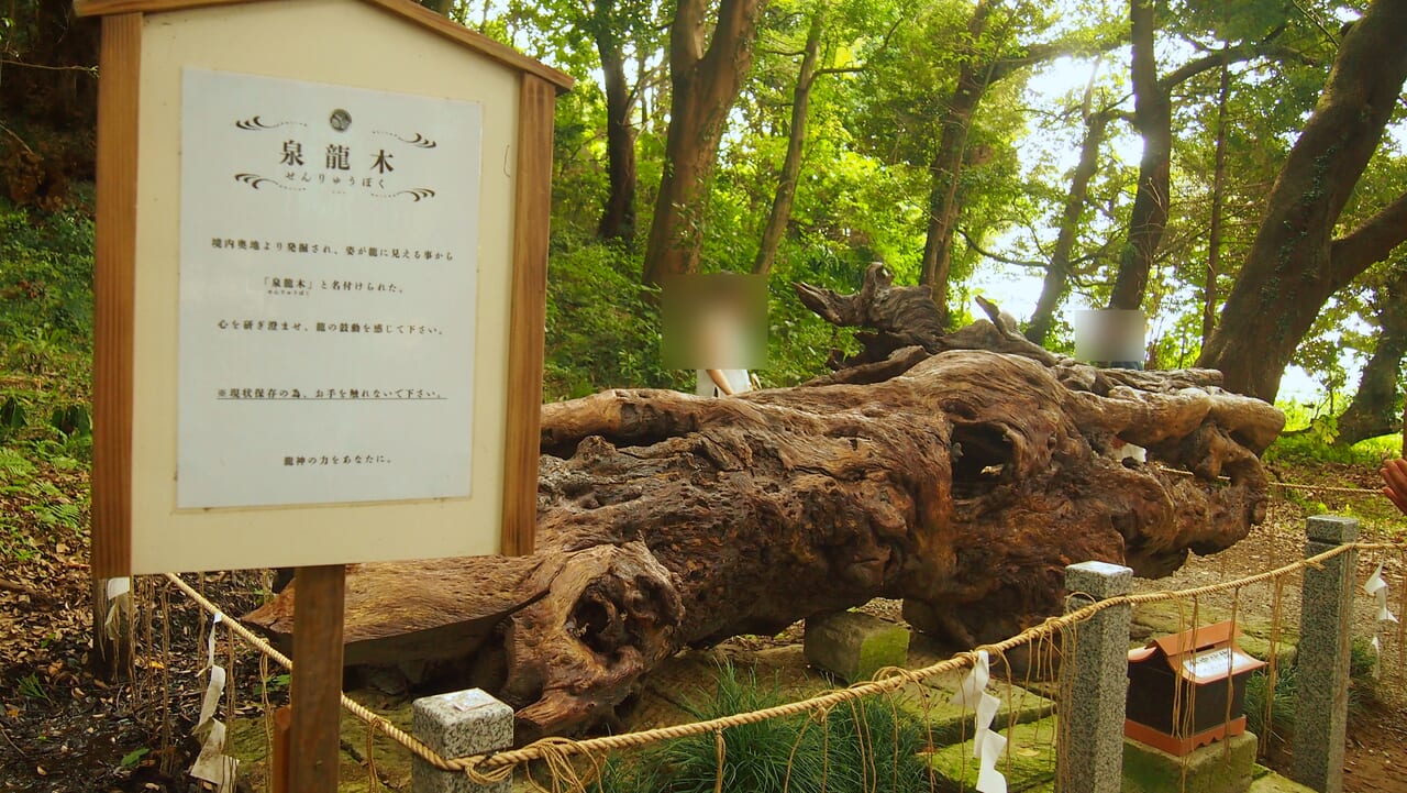 泉神社の泉龍木