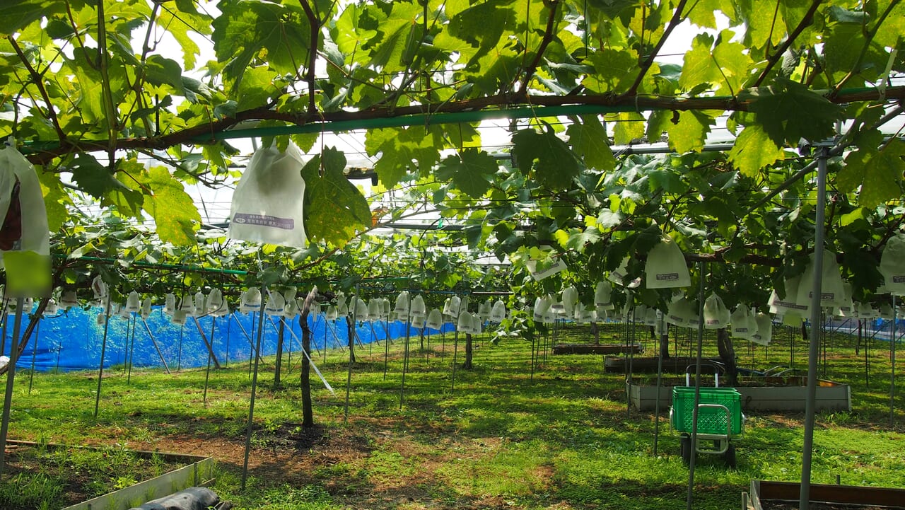 大都ぶどう園の果樹園の様子