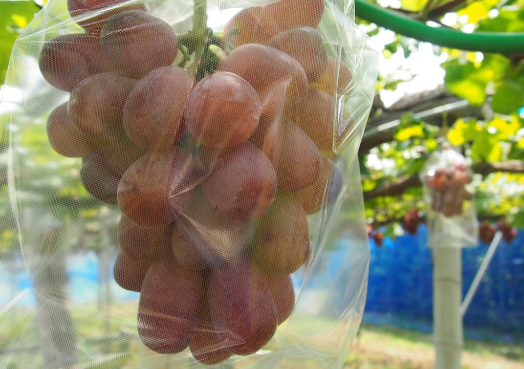 大都ぶどう園の巨峰系ぶどう