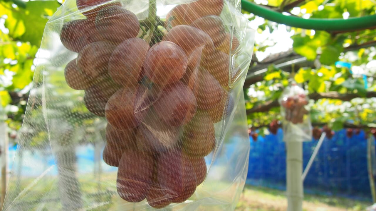 大都ぶどう園の巨峰系ぶどう